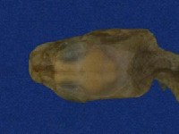 大頭蛇藏品圖，第2張